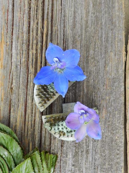 DARK BLUE DELPHINIUM
